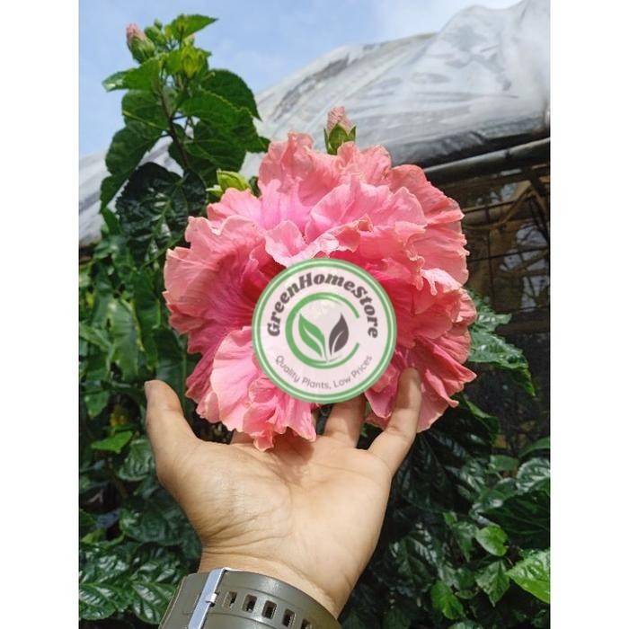 SUPER HEMAT  BUNGA SEPATU BANGKOK PINK TUMPUK JUMBO TANAMAN HIAS HIBISCUS MURAH