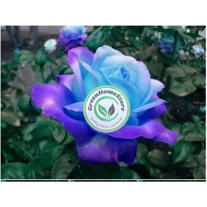 Tanaman hias Mawar Langka Warna Biru Pink Impor Tanaman Mawar  - Tanaman Hias Hidup - Bunga Mawar - 