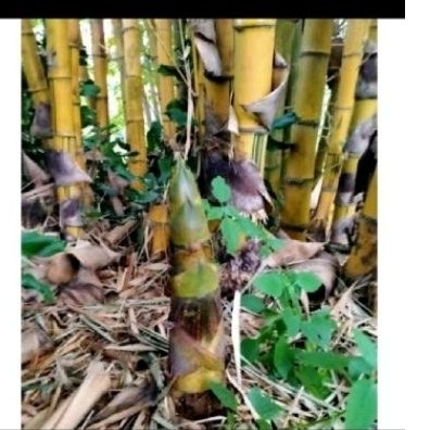 

New Rbung bambu kuning atasi lipr