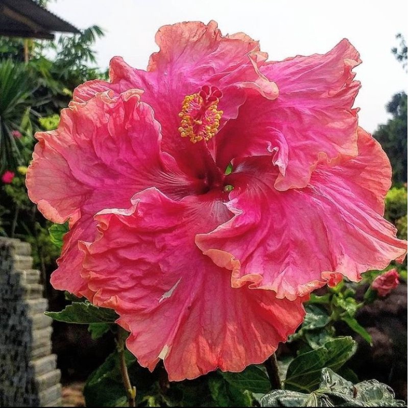 tanaman hias bunga sepatu hibiscus bunga tumpuk import