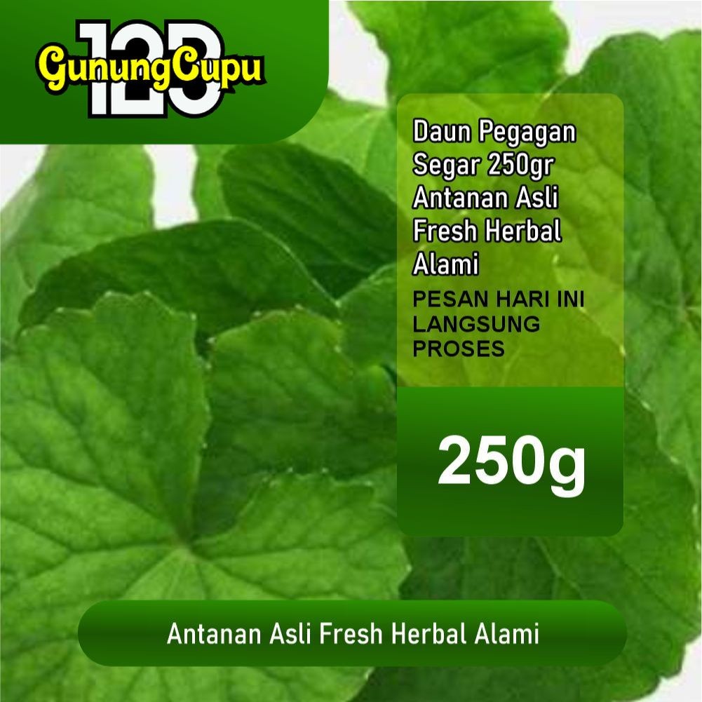 

Daun Pegagan Segar 250gr – Antanan Asli Fresh Herbal Alami