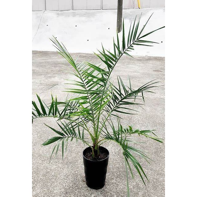 Tanaman Hidup PALEM PHOENIX - Tanaman Hias Pohon Palem Phoenix - Palm Phoenix