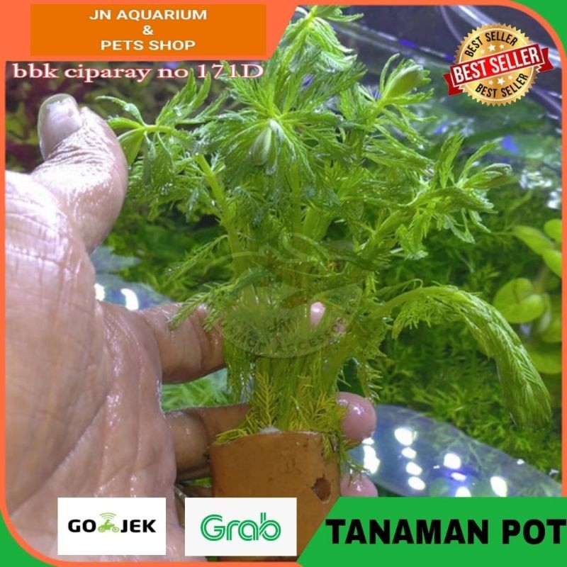 TANAMAN POT AQUASCAPE / TANAMAN POT AQUARIUM