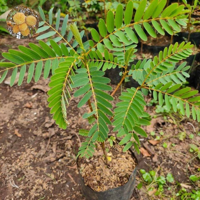 Bibit tanaman kembang turi putih