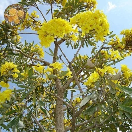 bibit pohon bunga tabebuya kuning 1 meter