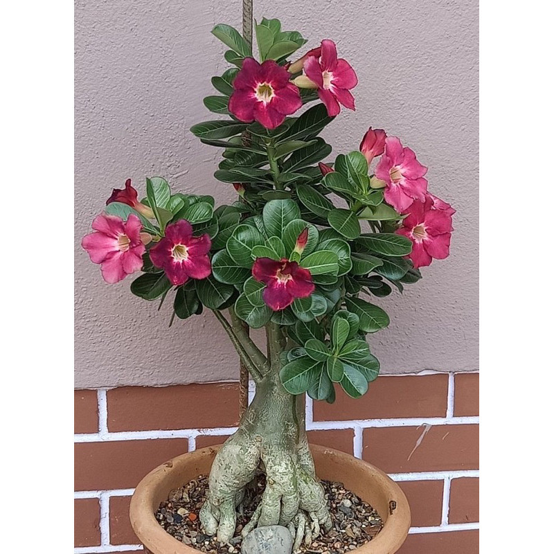 POHON KAMBOJA BONSAI ADENIUM KEMBANG TUMPUK//ADENIUM BONGGOL BESAR