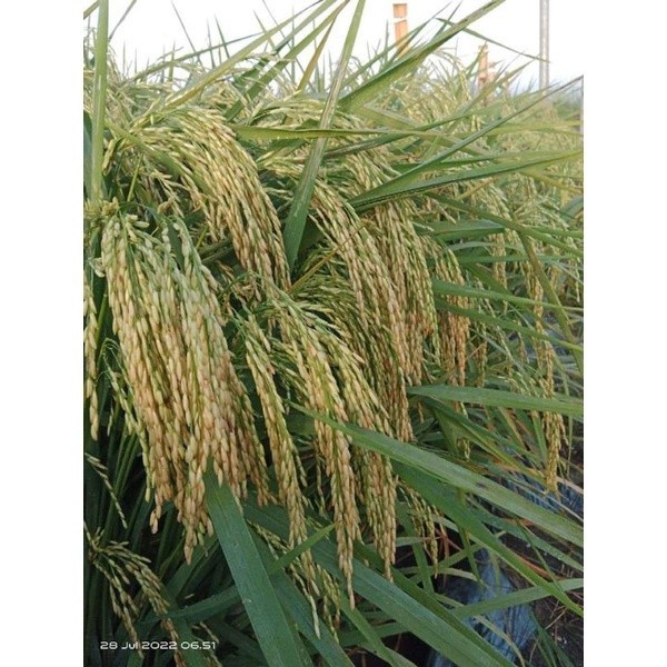 benih padi Vr 46 5kg