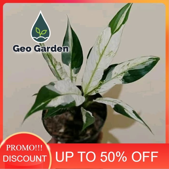 bibit tanaman hias sepatu philum varigata incidule pot hitam -