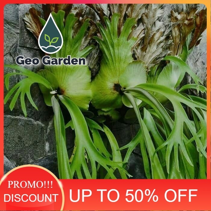 bibit tanaman hias tanduk rusa - tanaman gantung - pohon tanduk