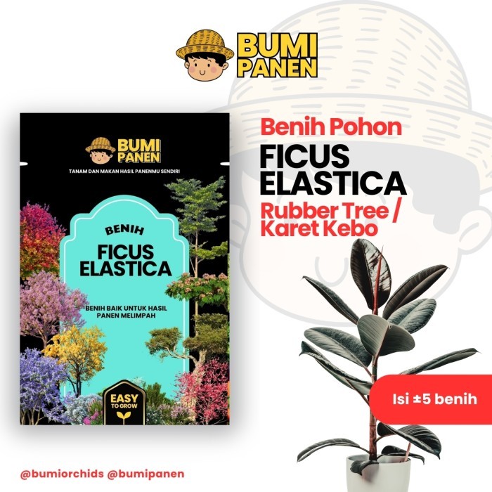 BUMI ORCHIDS Benih Ficus elastica / Rubber Tree / Karet Kebo | Panen Seed Benih Heirloom Biji Rumput