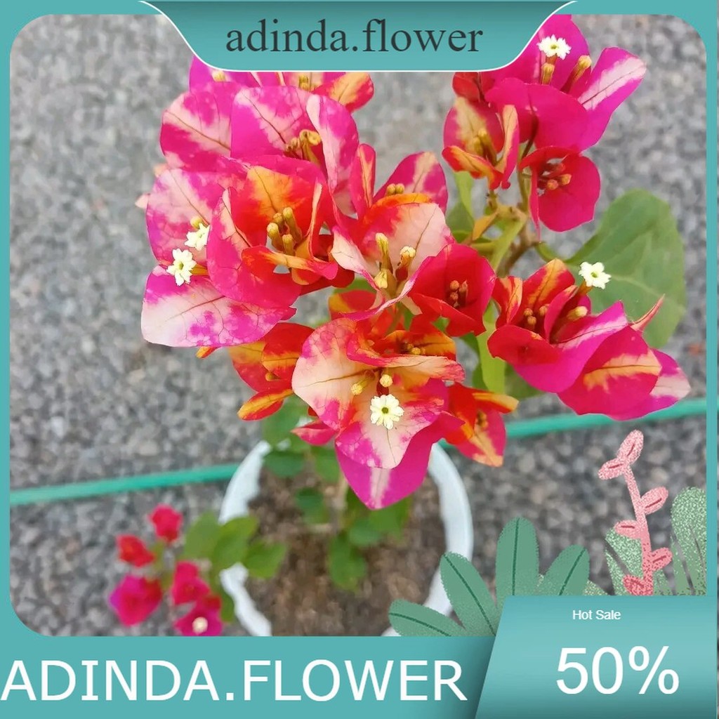 bibit bugenvil Jepang bunga tumpuk