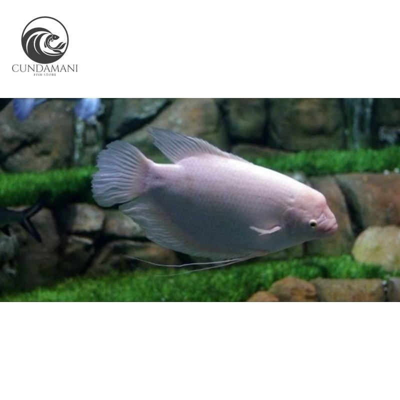 Ornamen BIBIT GURAME PADANG ATAU ALBINO HIAS UKUR KOIN perlengkapan kolam