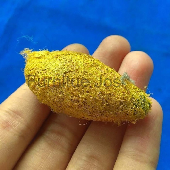 Miniatur Kepompong Jala Sutra Emas Besar FJ34234