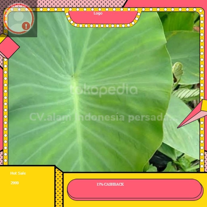 

murah daun talas segar buntil
