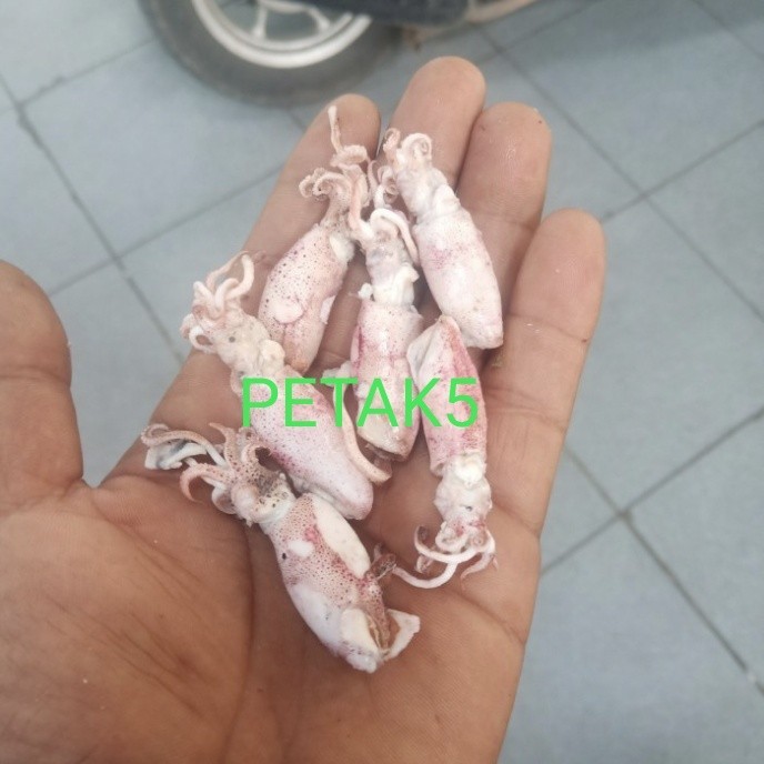 

Ikan asin beby cumi 1kg/beby cumi asin/cumi asin beby - 1kg