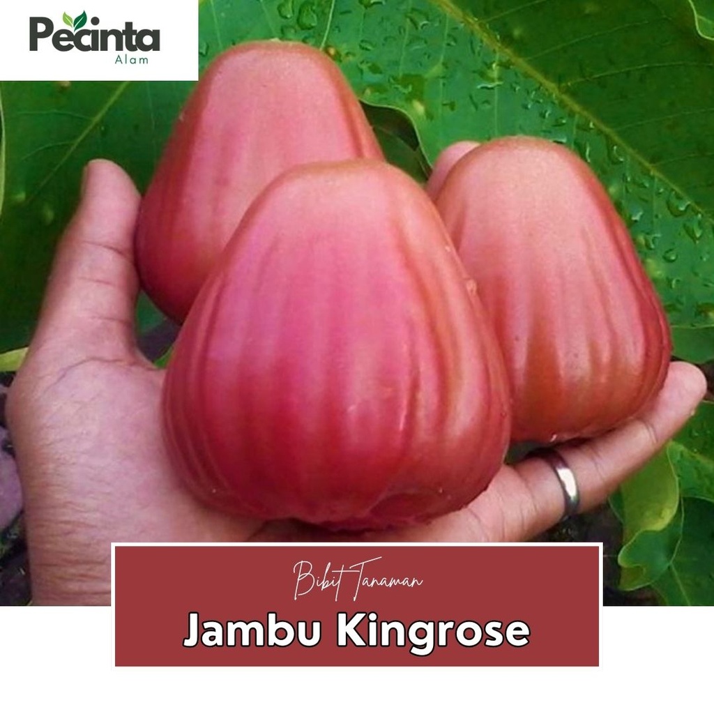 Bibit Air King Rose Tanaman Jambu unggul