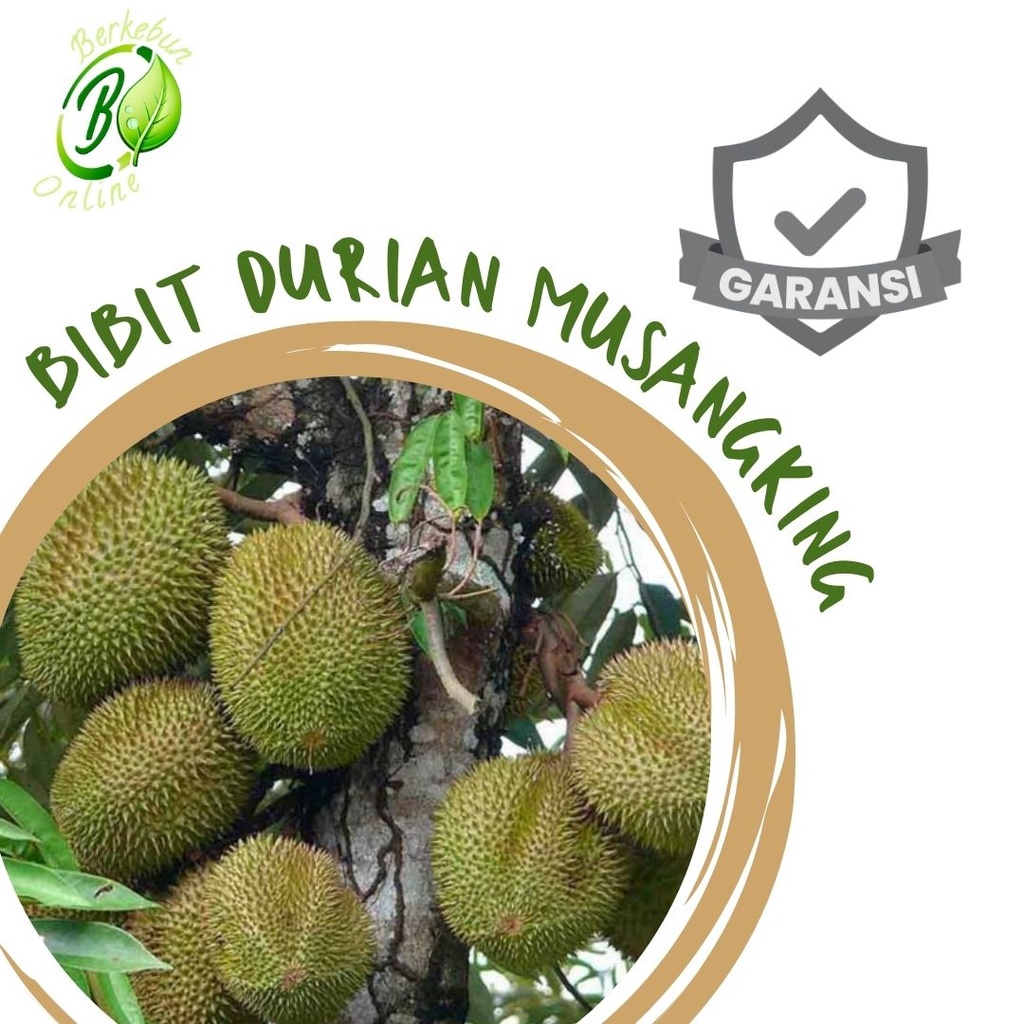 Bibit Durian Musangking Asli Tanaman Bibit Buah Super Duren Musang King Unggul Durian Musangking