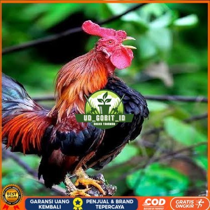 

Telur ayam ketawa dangdut slow gretek fertil siap ditetaskan UD_GOBIT_ID