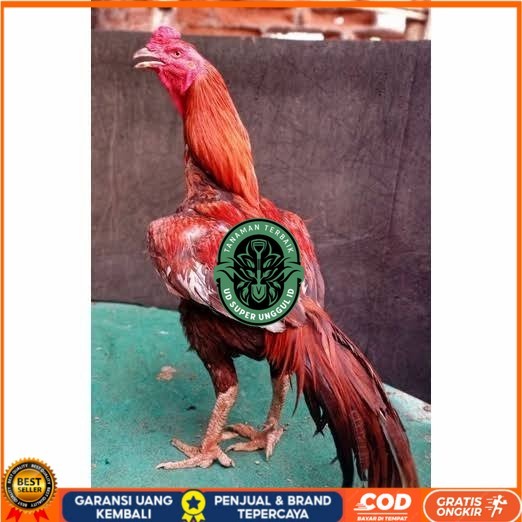 

Telur ayam bangkok super petarung aduan fertil asli UD_SUPER_UNGGUL_ID