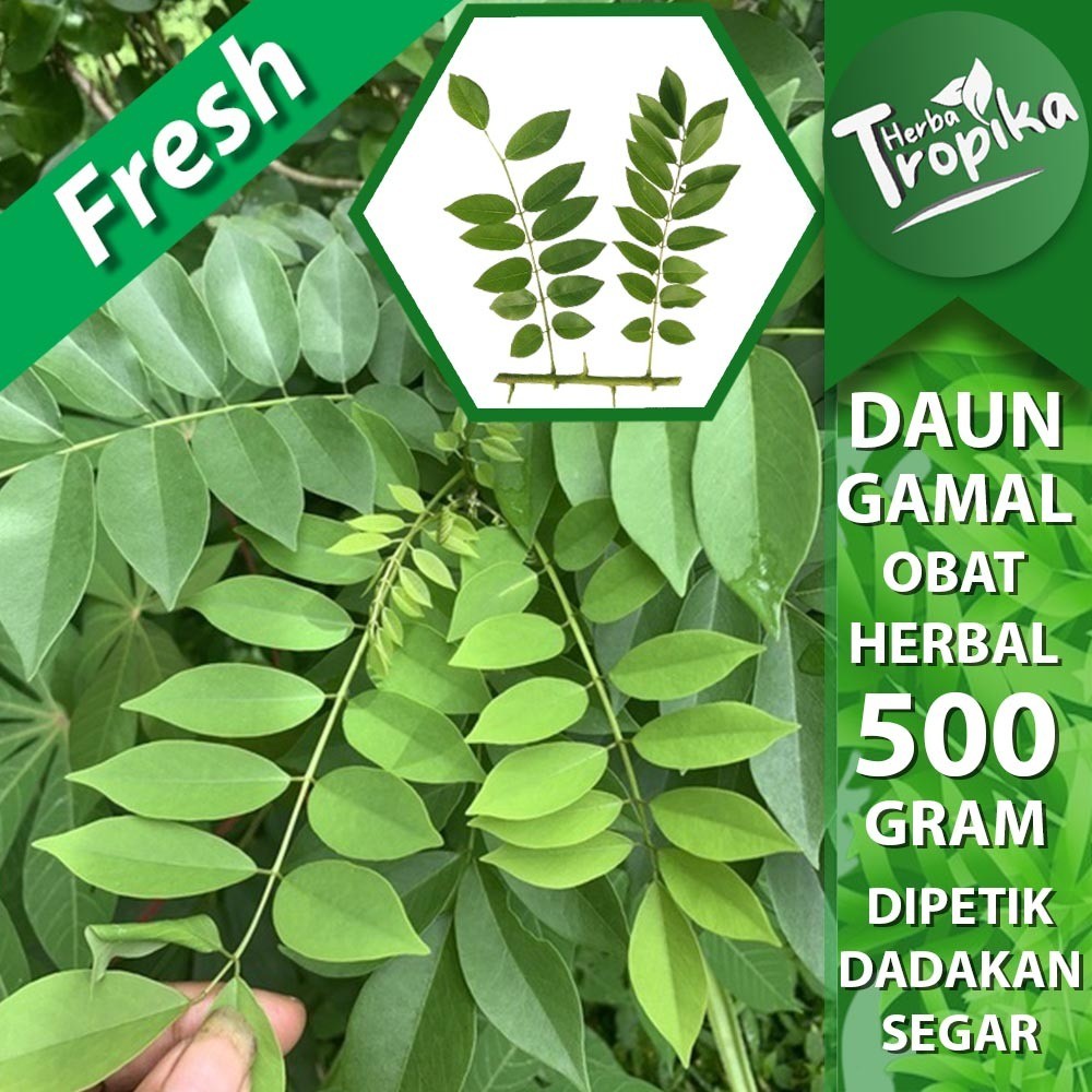 

Daun gamal kalikiria segar 500 gram herbal alami toko herba tropika