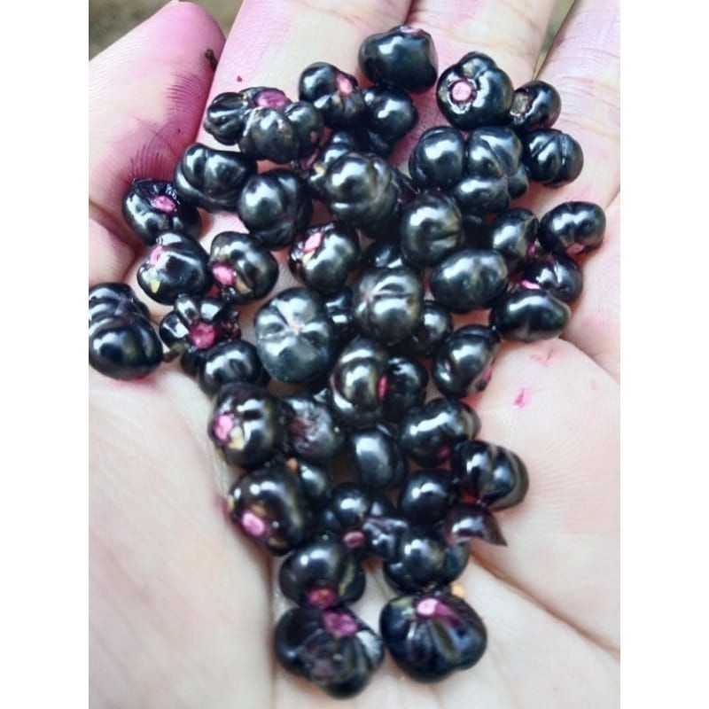 

Buah angkung segar organik obat struk 200 biji buah binahong termurah (GOS) ^_^ Kita Store03 ^_^