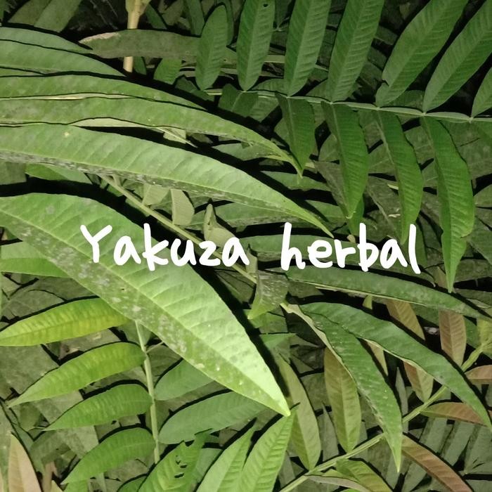 

obat herbal daun Sungkai segar 500 grm