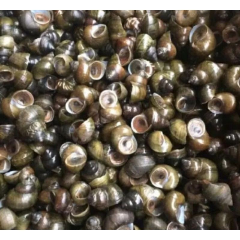 

Tutut Segar fress1kg Rempah_herbalCo