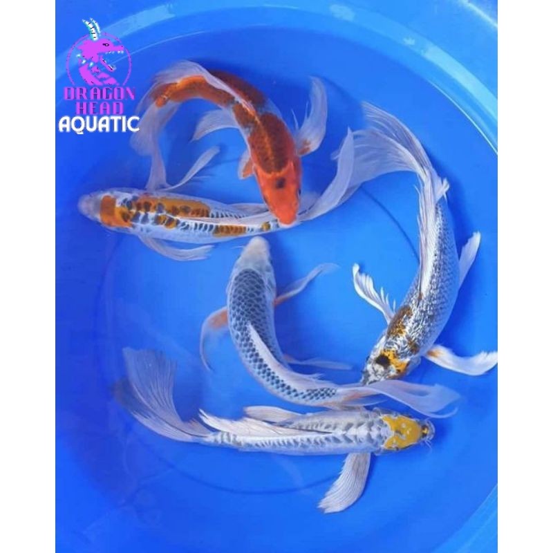 

TERLARIS!!! PAKET ISI 4 ekor koi slayer kumpay 9-12 CM