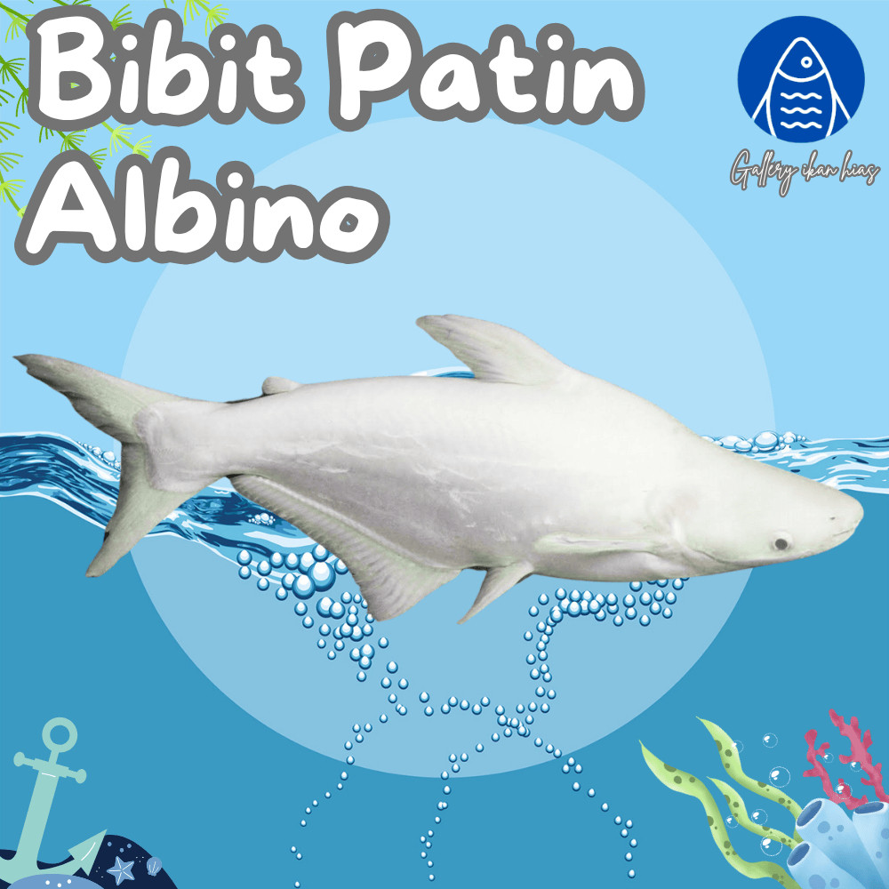 hobi Paket 25ekor Bibit  Patin Albino 9-10cm