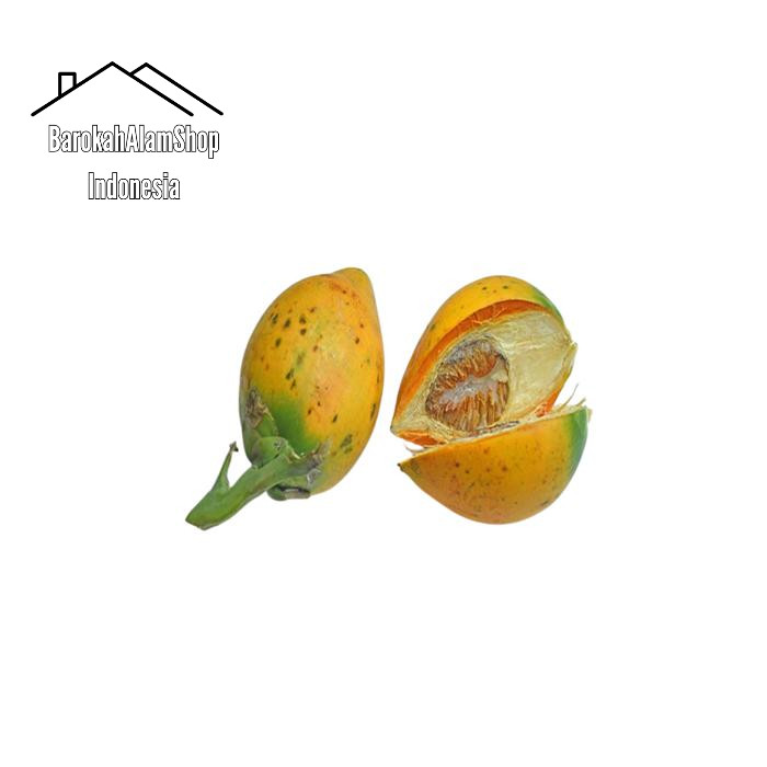 

Buah Pinang Tua Segar 1 Kg Jambe Tua Kuning Segar original