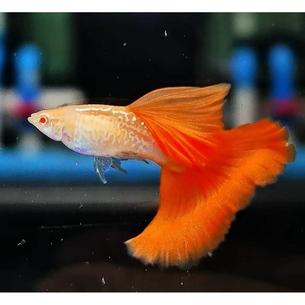 hiasan Guppy albino snake skin red tail hiasan aquarium