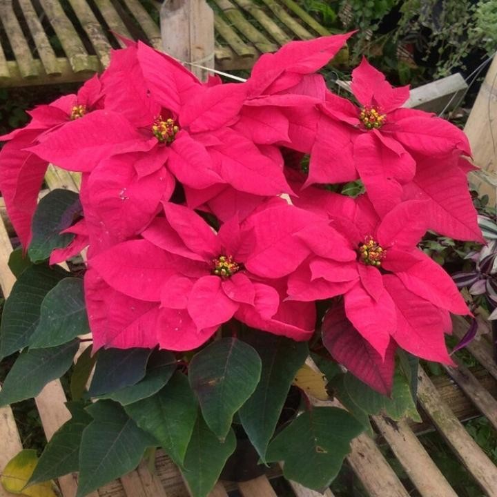 Tanaman hias kastuba merah - bunga kastuba merah - kastuba tanaman pot