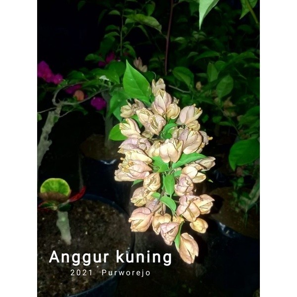 MURAH Bugenvil Anggur kuning