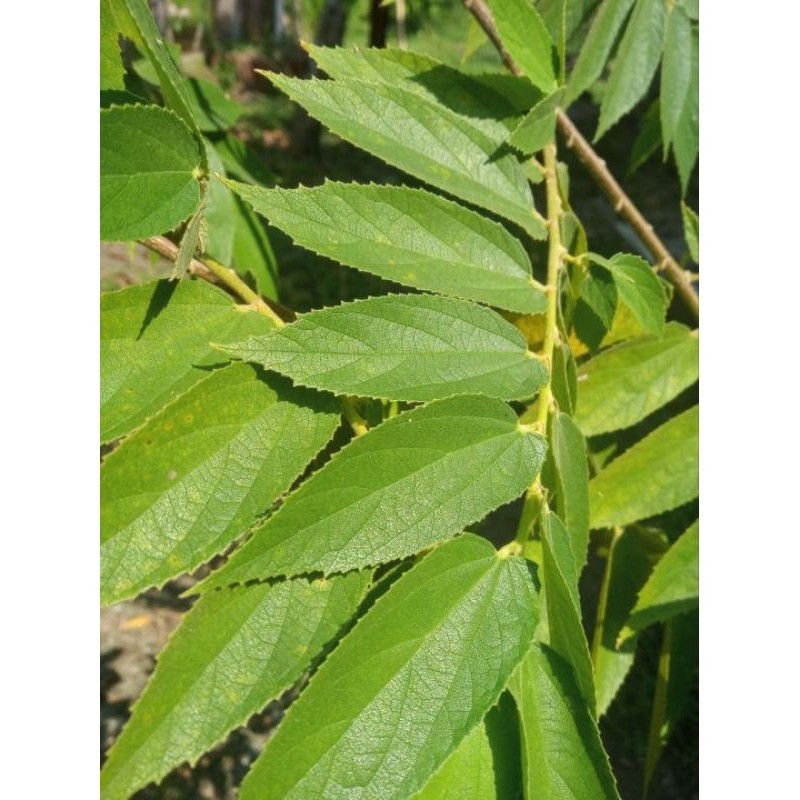 

Daun kersen segar bagus buat kesehatan 500g Herbal COD