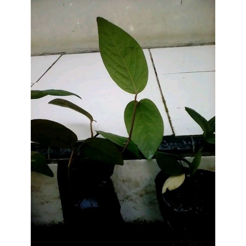 bibit singa depa siap tanam