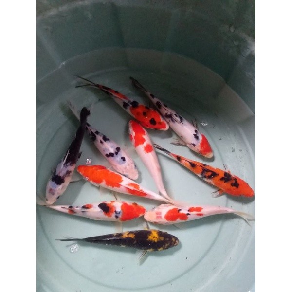 Hobi bibit  koi semi blitar 14-16cm