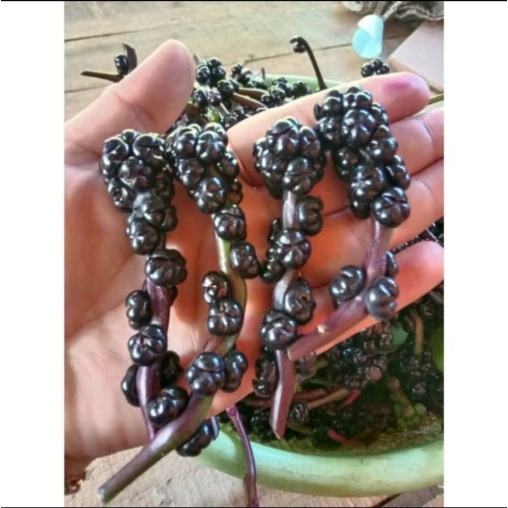 

buah angkung/buah binahong merah 200 biji