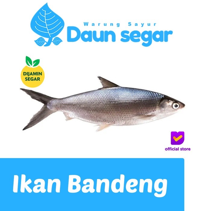 

Ikan Bandeng Besar Fresh 500gram/ekor