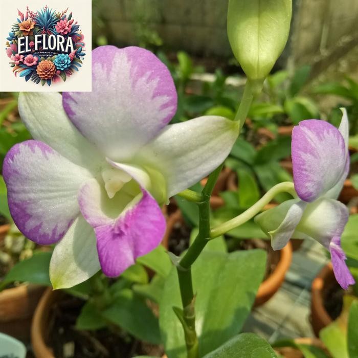 Anggrek Dendrobium Mesangnil - Fragrance