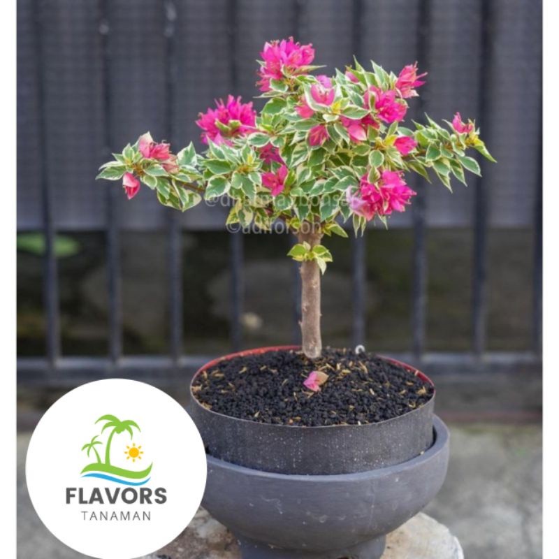 MURAH ( TERBARU ) TANAMAN HIAS BUGENVIL BUNGA KERTAS BONSAI VARIEGATA // BUGENVIL BONSAI VARIEGATA