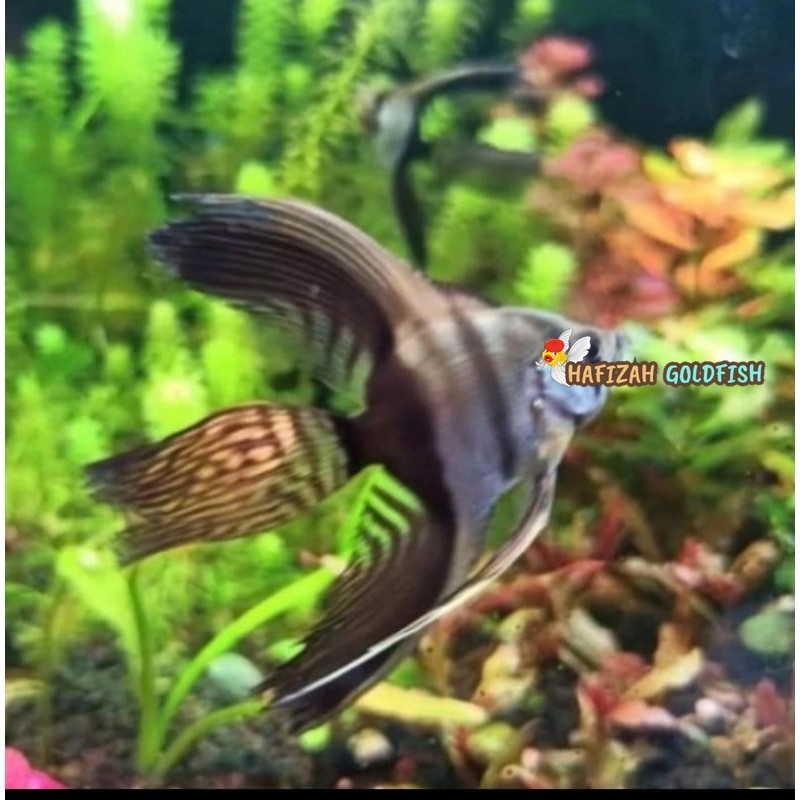 MANFISH BW SLAYER UKURAN 3-5 cm