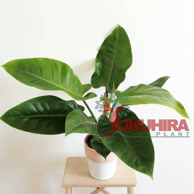Promo Philodendron Imperial Green Philo Hijau Tanaman Hias