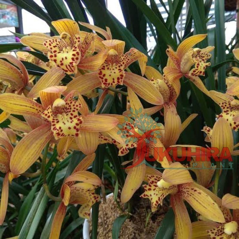 anggrek cymbidium chen's ruby