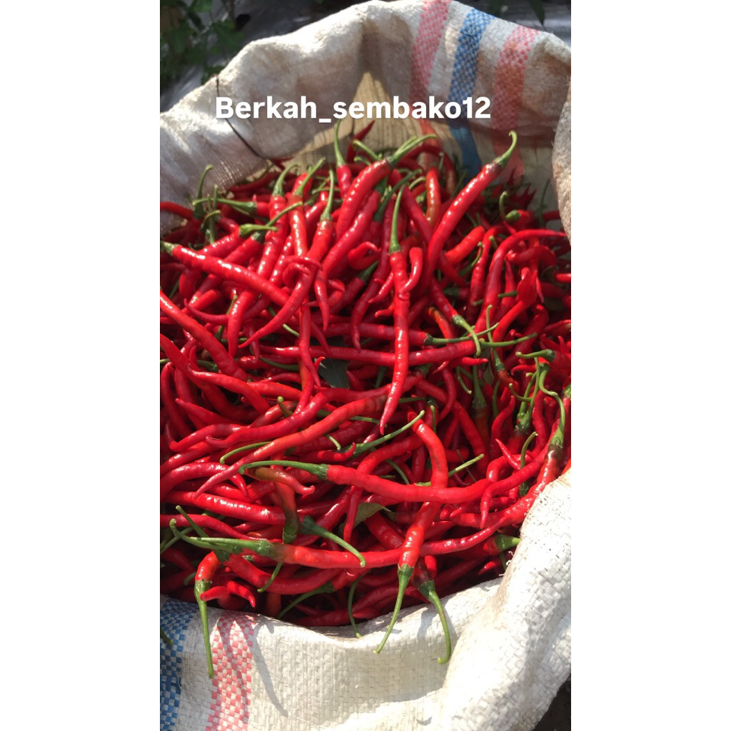 

Paket CMK CABAI LOMBOK CABE MERAH KERITING FRESH BARU PETIK