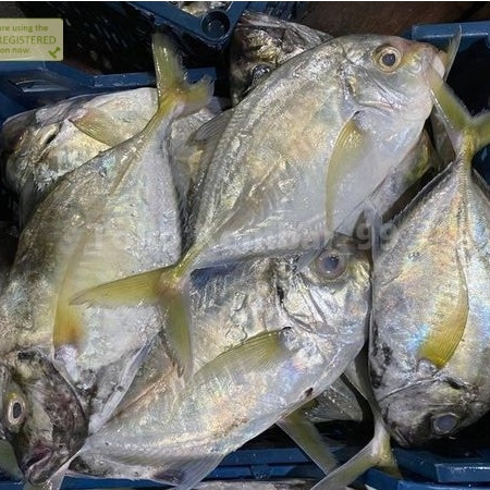 Ikan Kuwe Segar 1Kg Ikan Kuwe Gepeng Ikan Kue