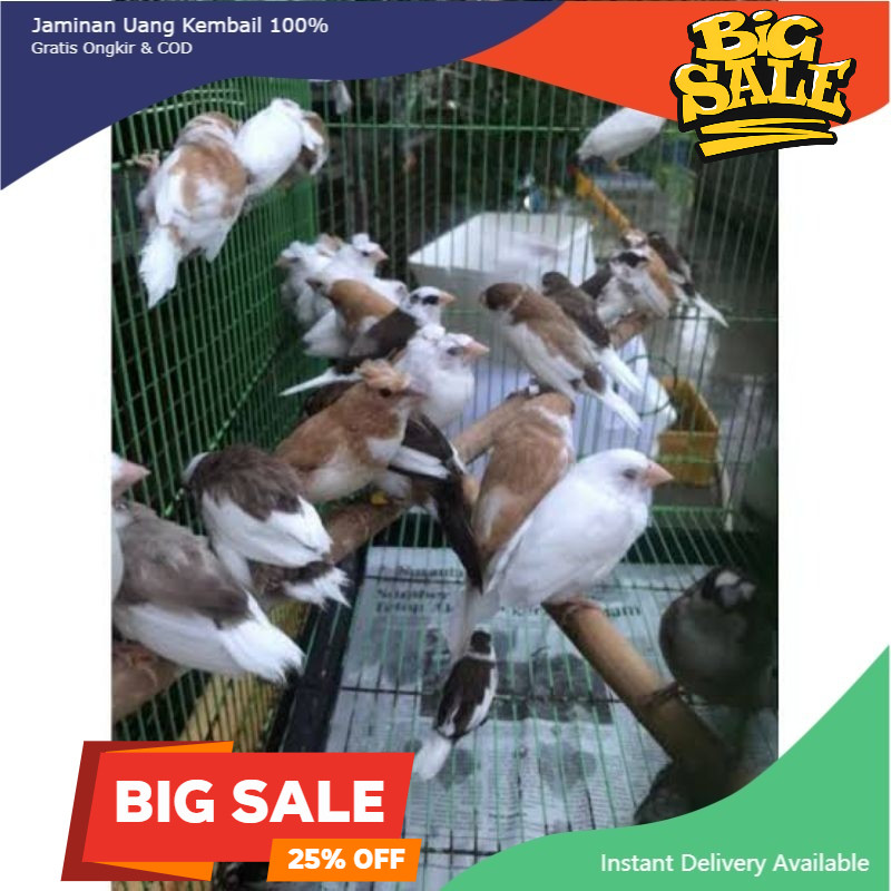 BURUNG EMPRIT JEPANG