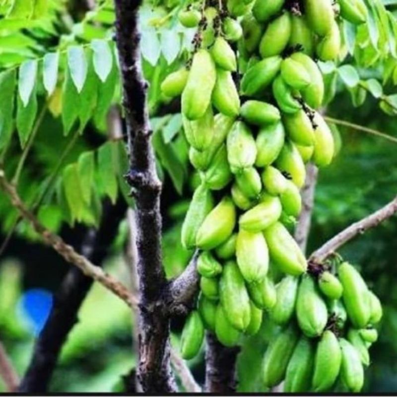 

Buah belimbing wuluh segar banyak manfaat 500gr di ambil jika ada orderan masuk