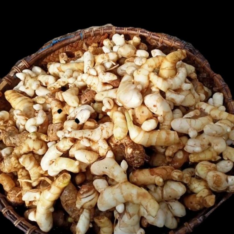 

kunyit putih segar 500gram langsung ambil dari hutan asli organik herbal CURCUMA