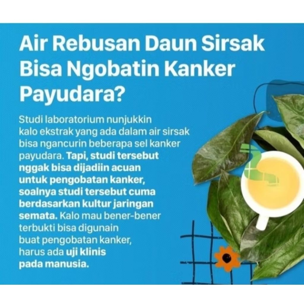 

Daun sirsat segar dari muria isi 30 lembar bagus untuk obat kanker dan penyakit lainnya