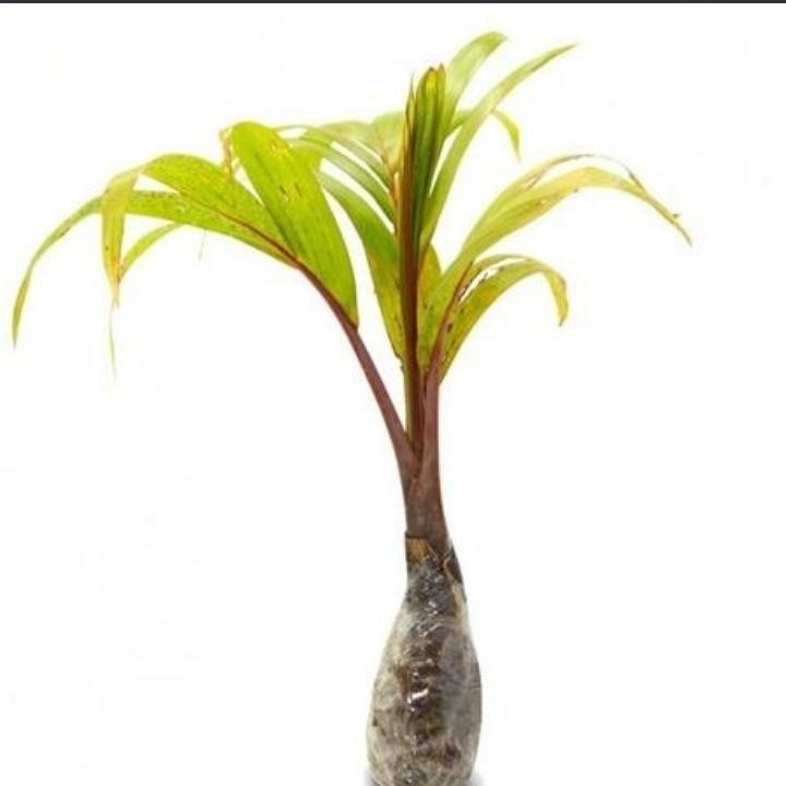 Tanaman hias palem merah/palem botol - tanaman hias